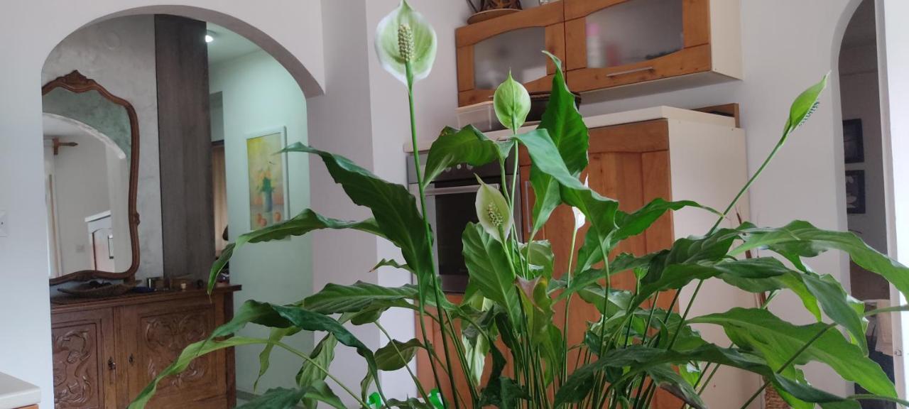 Apartment Oaza Kotor Luaran gambar